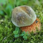 Netzstieliger Hexenröhrling (Boletus luridus)