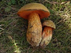 Netzstieliger Hexenröhrling (Boletus luridus)