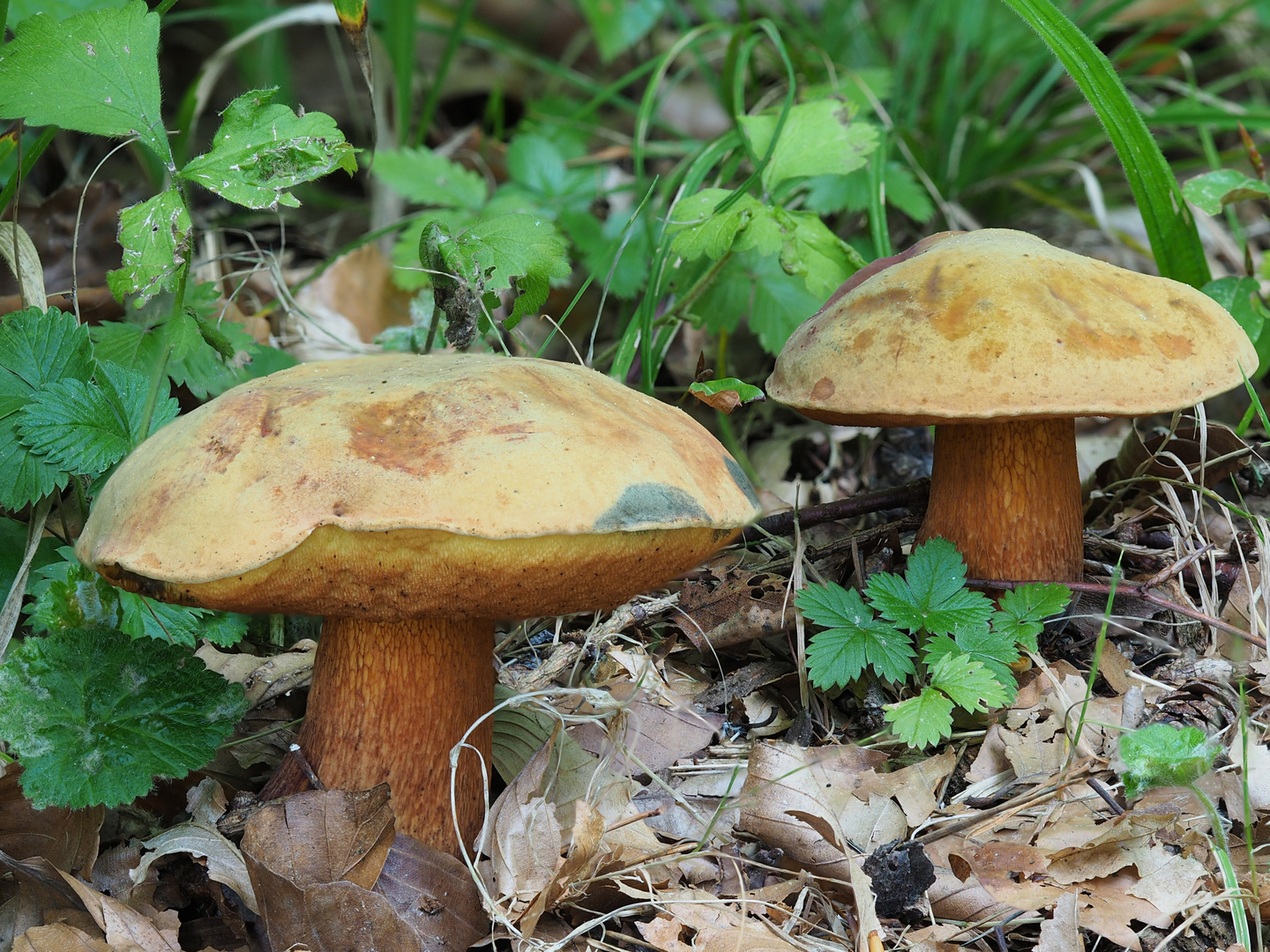 Netzstieliger Hexenröhrling, Suillellus luridis