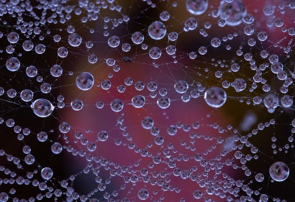 Netzt aus Wassertropfen