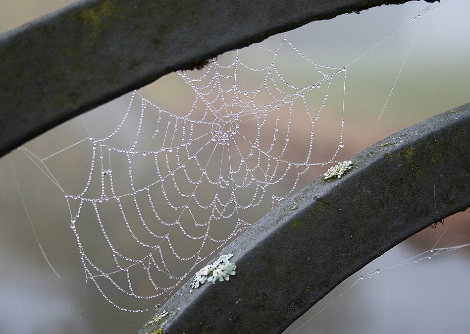 Netzwerk