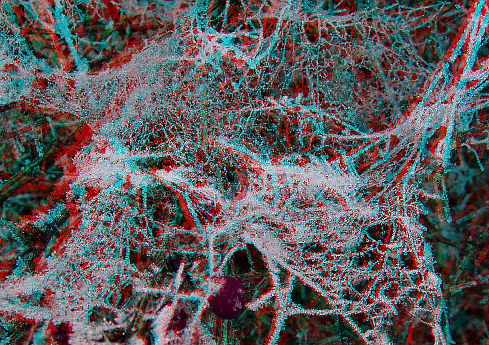 Netzwerk (3D-Anaglyphe)