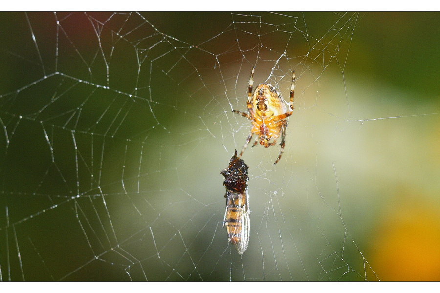 Netzwerk Arbeit...