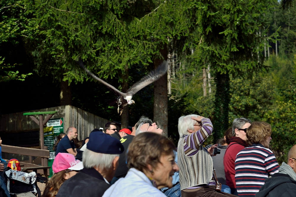 Netzwerk Ausflug in den Vogelpark Steinen 2.10.13 Nr.5