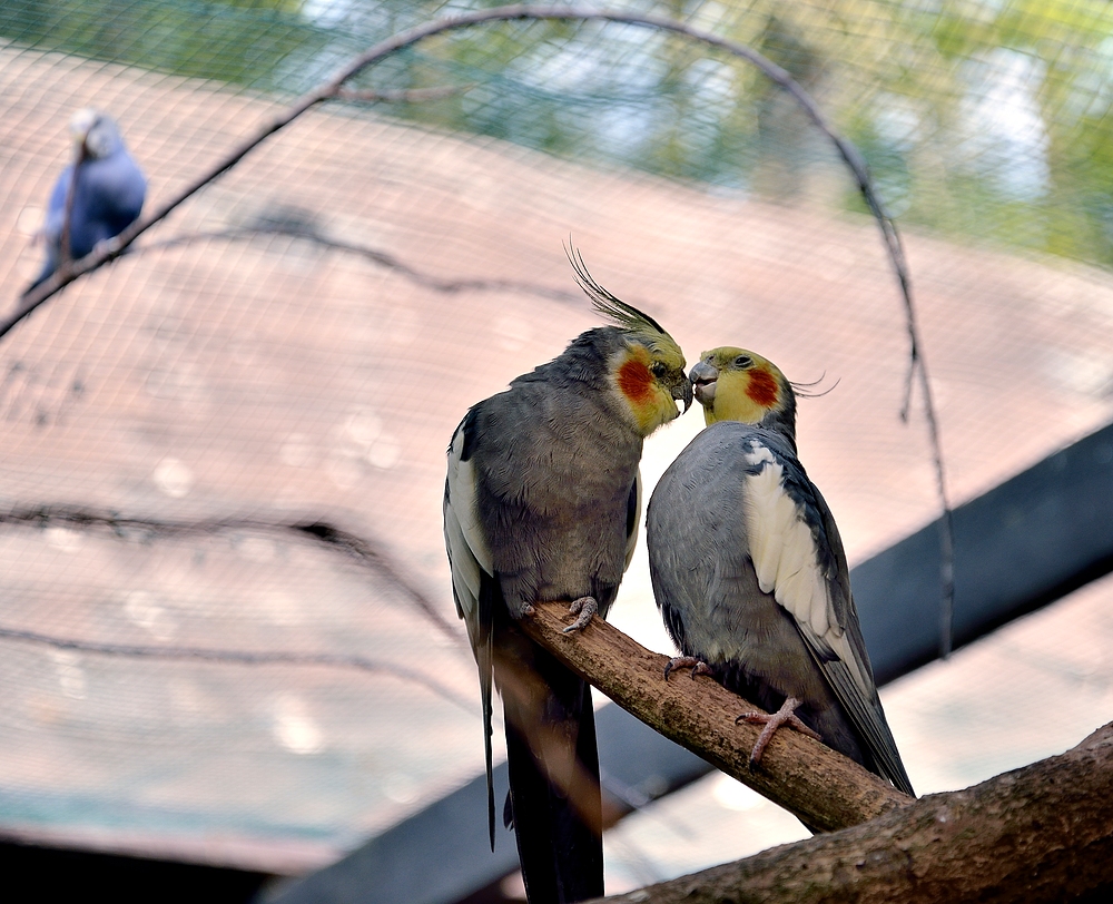 Netzwerk Ausflug in den Vogelpark Steinen 2.10.13 Nr.8