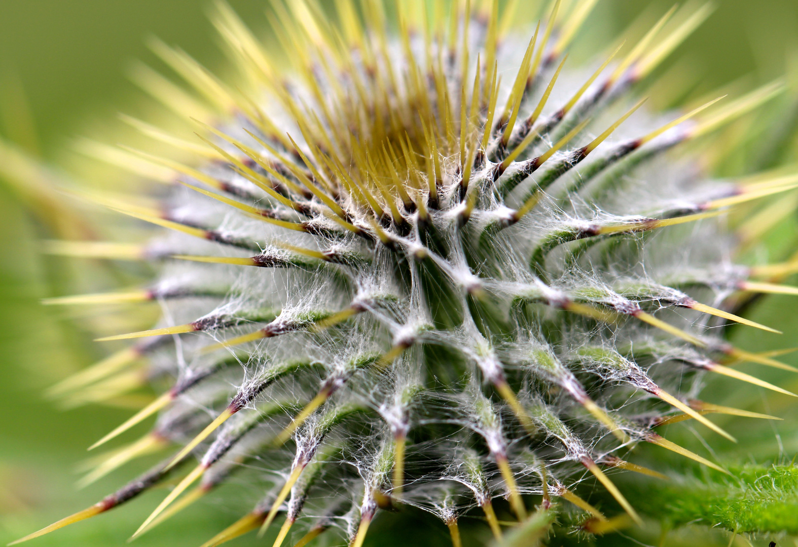 Netzwerk der Natur