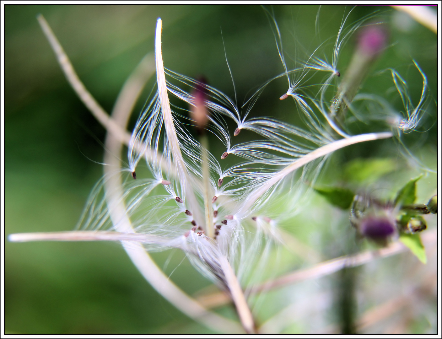 *Netzwerk der Natur*