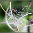 *Netzwerk der Natur*