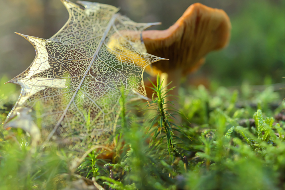 Netzwerk der Natur