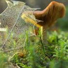 Netzwerk der Natur