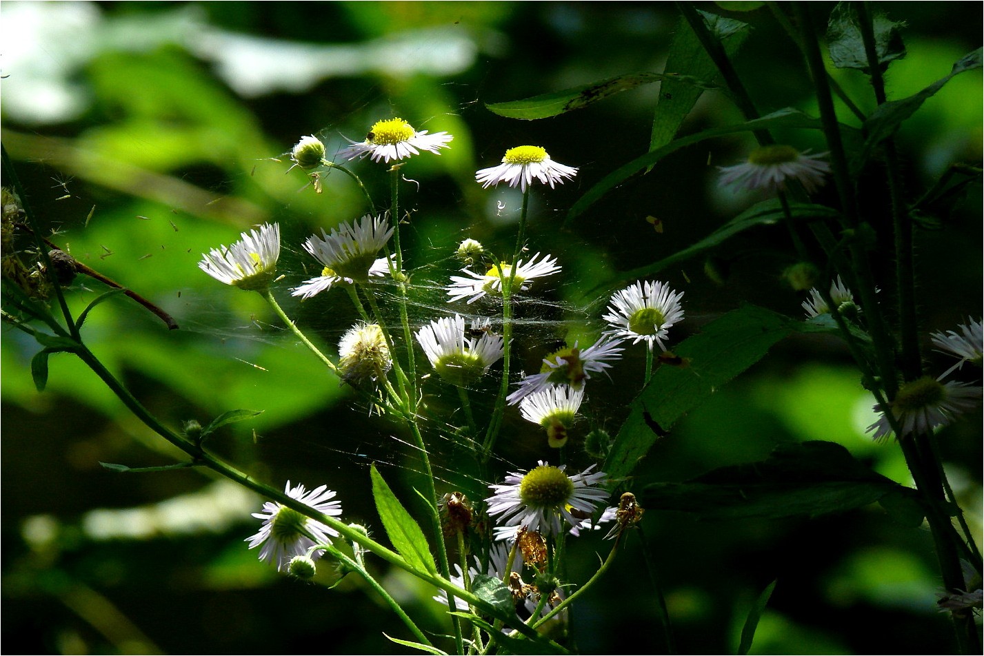 Netzwerk der Natur