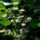 Netzwerk der Natur