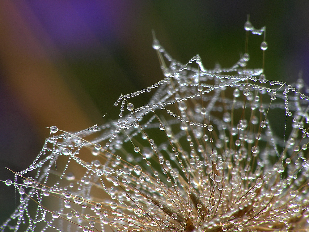 netzwerk der natur