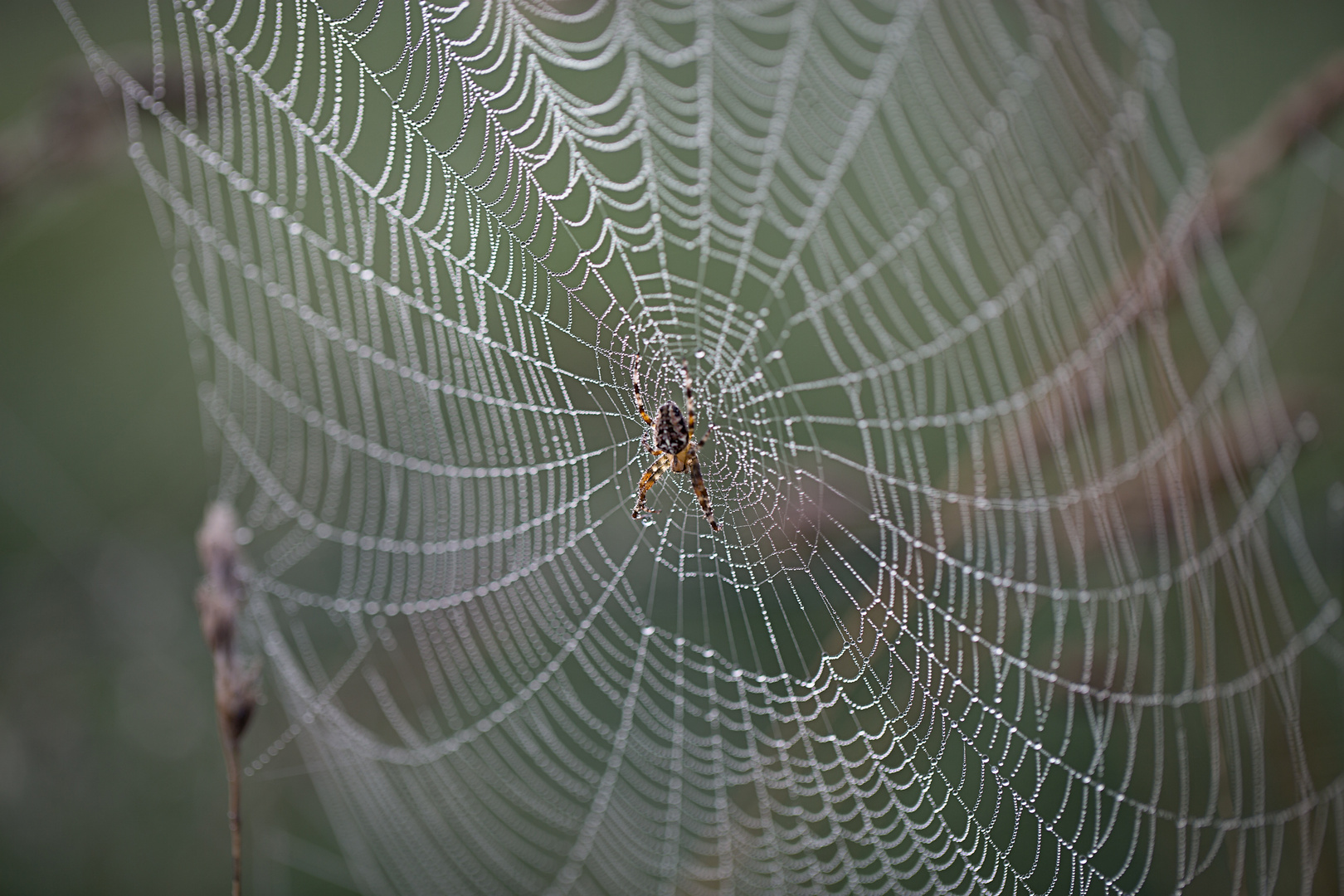 Netzwerk