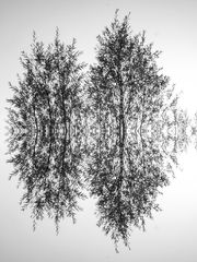 "Netzwerke" der Natur 