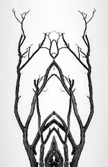 "Netzwerke" der Natur 
