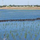 Neu angelegter Pond, Celery Fields, Sarasota, Florida