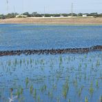 Neu angelegter Pond, Celery Fields, Sarasota, Florida