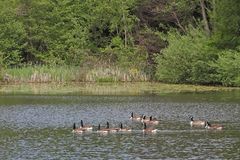Neu-Anspach, Grünwiesenweiher: Besuch von Kanadagänsen 01