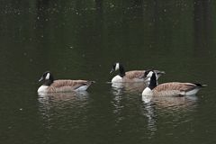 Neu-Anspach, Grünwiesenweiher: Besuch von Kanadagänsen 02