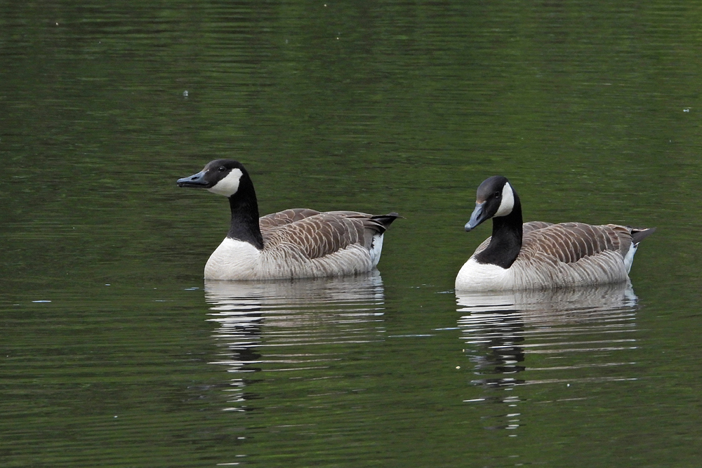 Neu-Anspach, Grünwiesenweiher: Besuch von Kanadagänsen 03