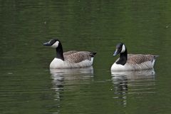 Neu-Anspach, Grünwiesenweiher: Besuch von Kanadagänsen 03
