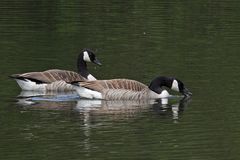 Neu-Anspach, Grünwiesenweiher: Besuch von Kanadagänsen 04