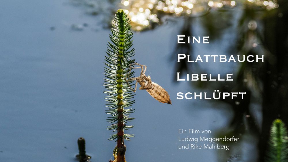 Neu! Eine Plattbauchlibelle schlüpft 2.0