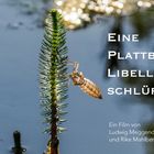 Neu! Eine Plattbauchlibelle schlüpft 2.0