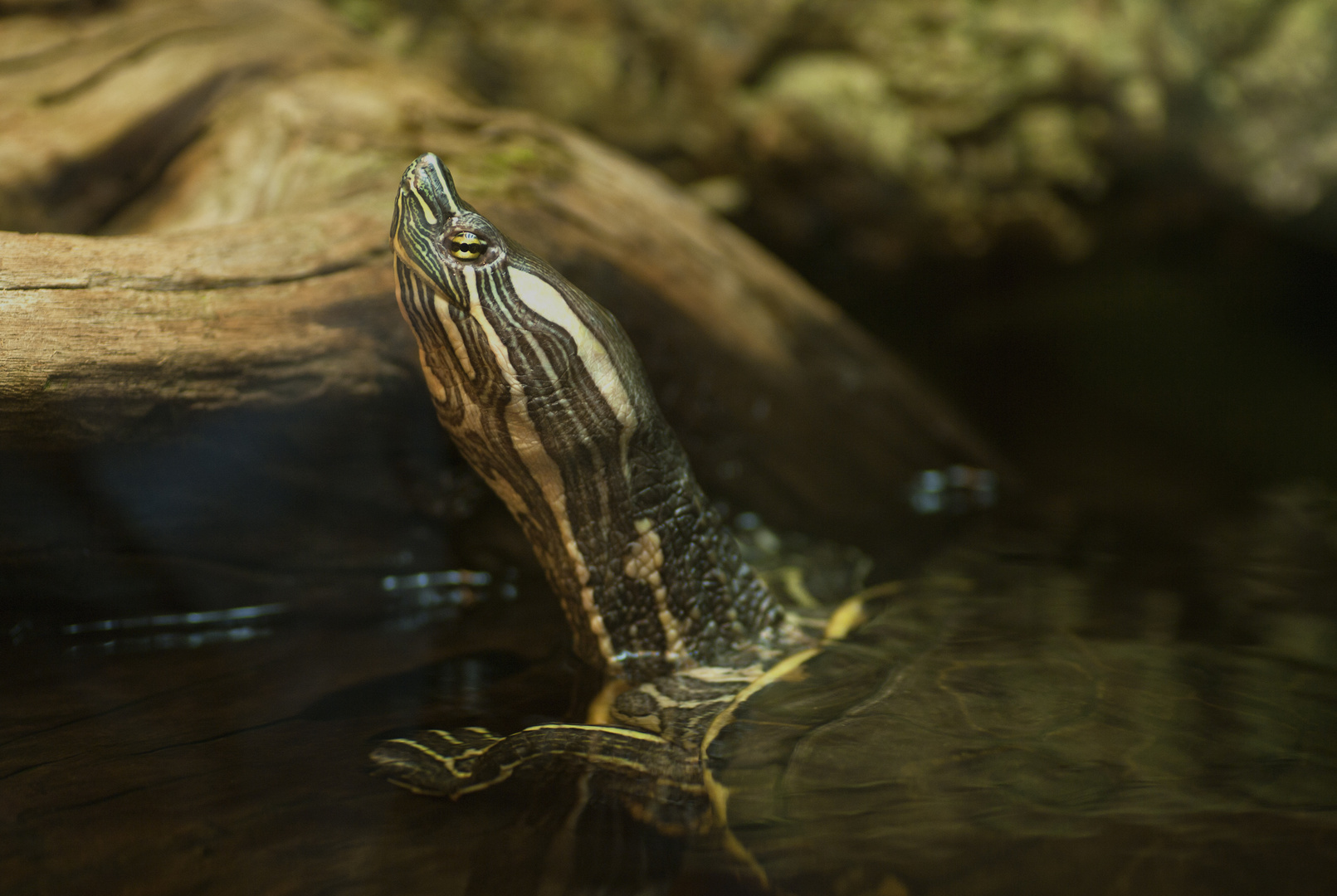 Neu eingetroffen: Nicaragua-Schmuckschildkröte in der Neu-Ulmer Reptiliensammlung