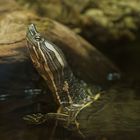 Neu eingetroffen: Nicaragua-Schmuckschildkröte in der Neu-Ulmer Reptiliensammlung