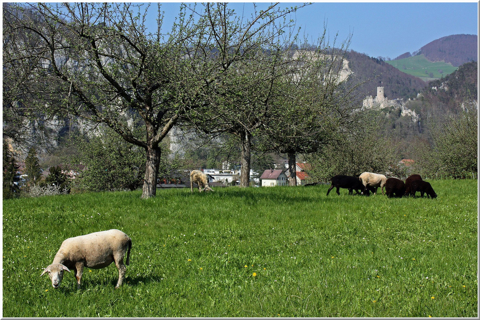 Neu Falkenstein