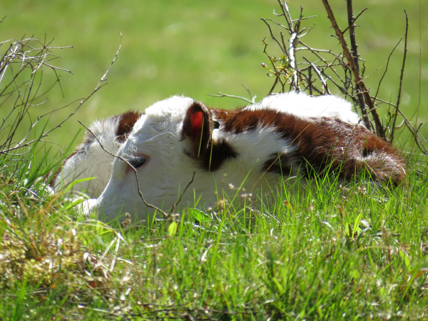 neu geboren........................