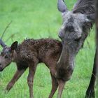 Neu geborenes Elchkalb