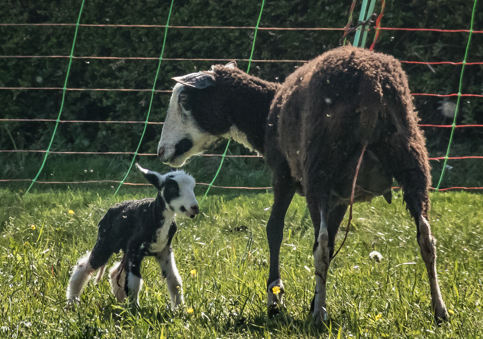 neu geborenes Lamm