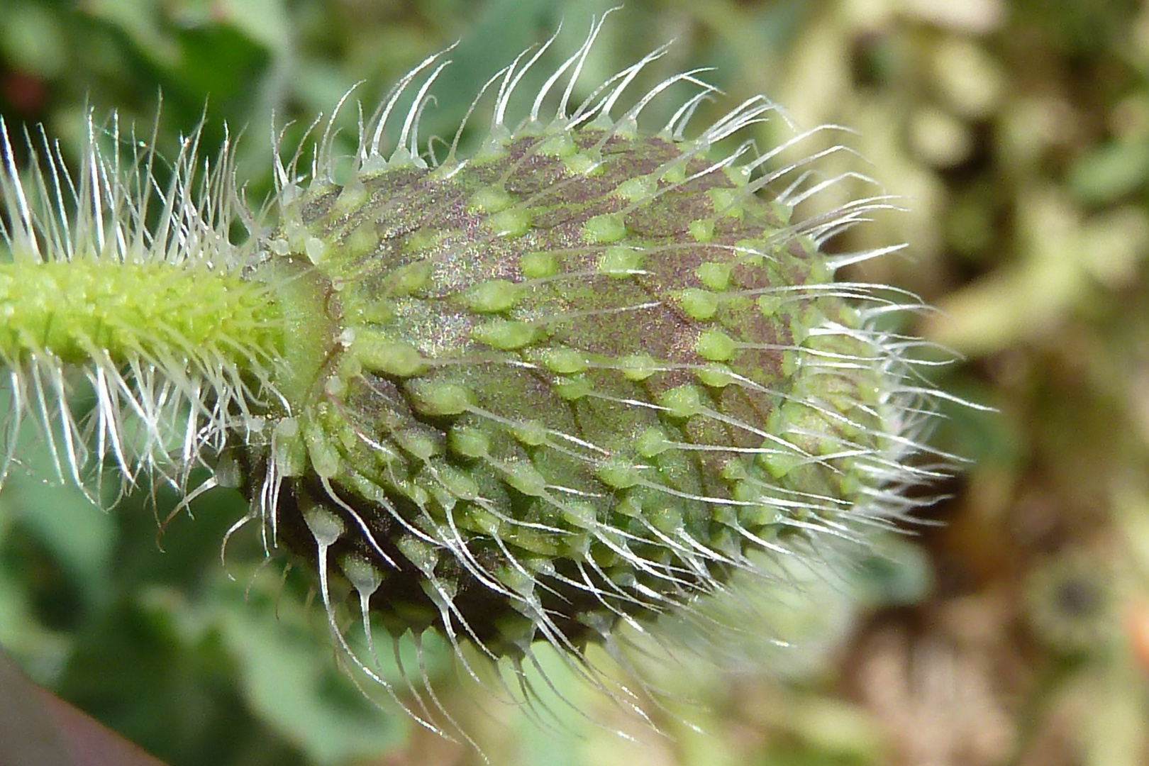 neu hier im Garten