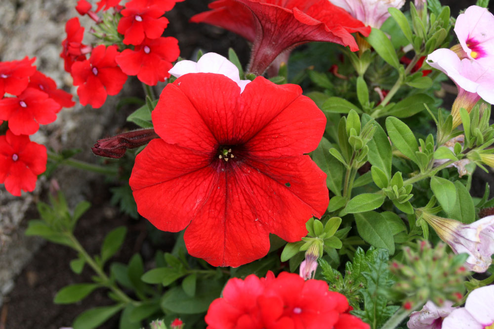 neu im Garten