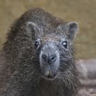 Neu im Zoo Duisburg.