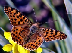 Neu in "meinem Revier": Der Kleine Perlmuttfalter