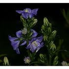 Neu in unserem Garten - Campanula persicifolia takion blue