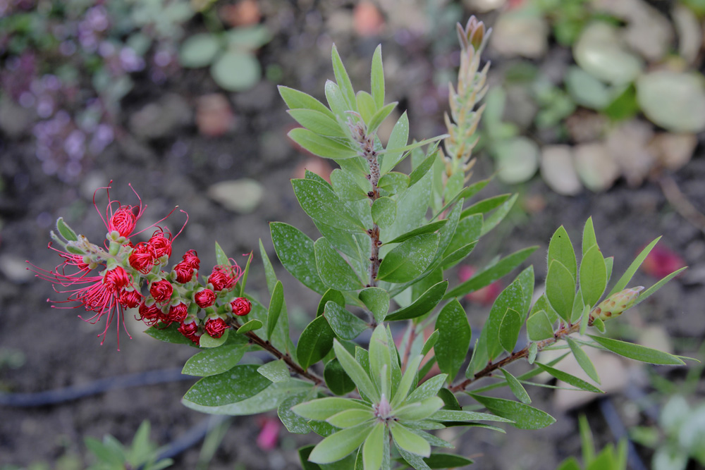 Neu in unserem Garten