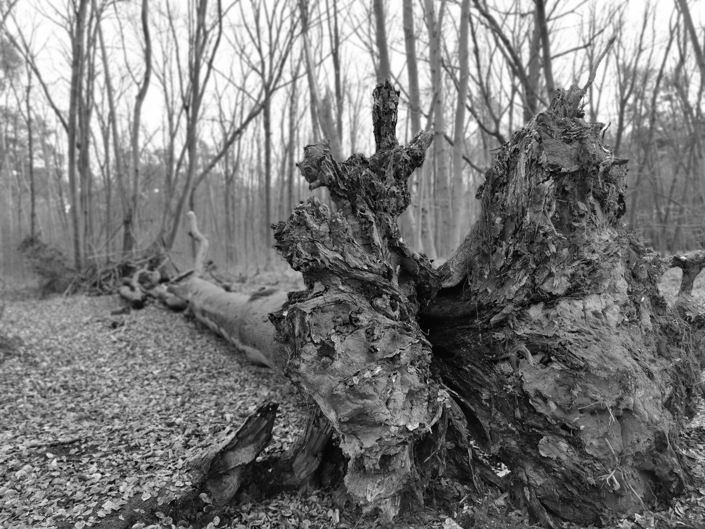 Neu-Isenburg Stadtwald in black and white