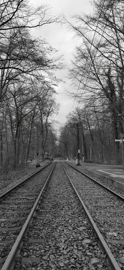 Neu-Isenburg Stadtwald in black and white