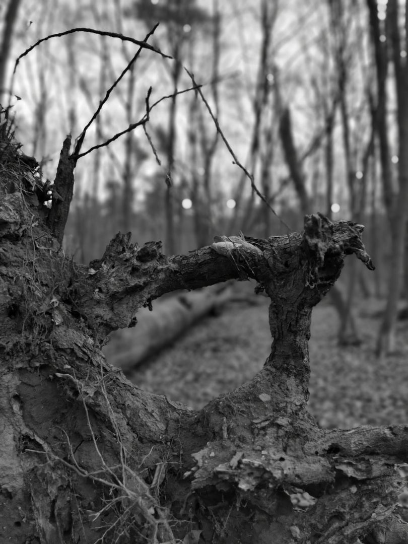 Neu-Isenburg Stadtwald in black and white