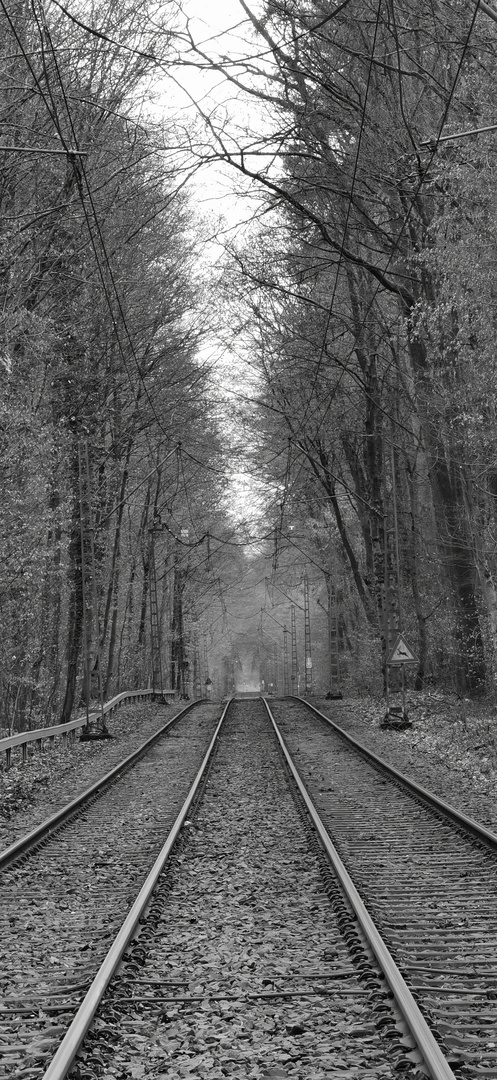 Neu-Isenburg Stadtwald in black and white