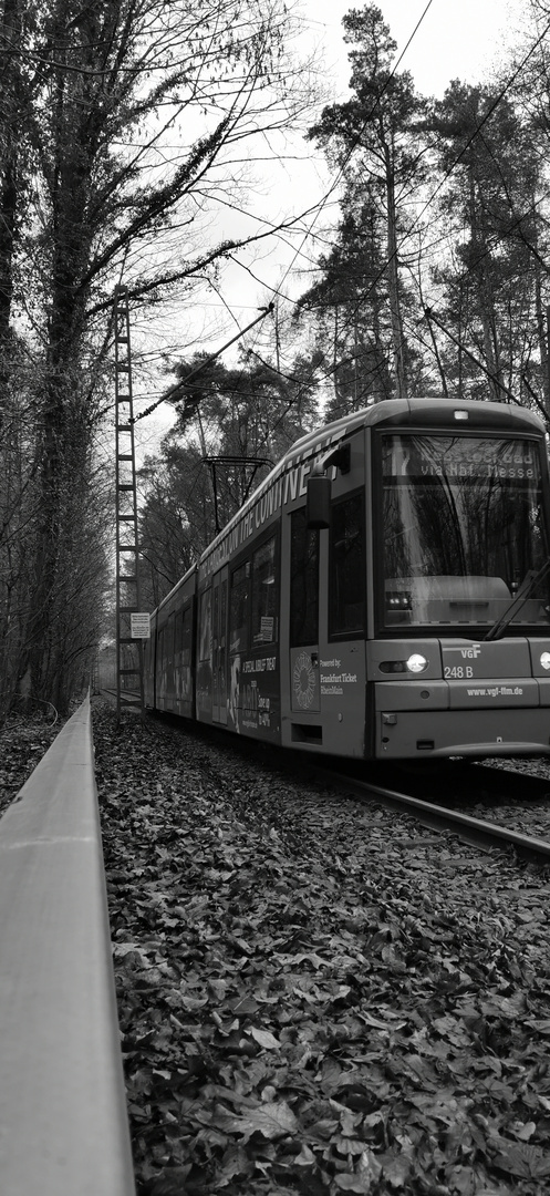 Neu-Isenburg Stadtwald in black and white