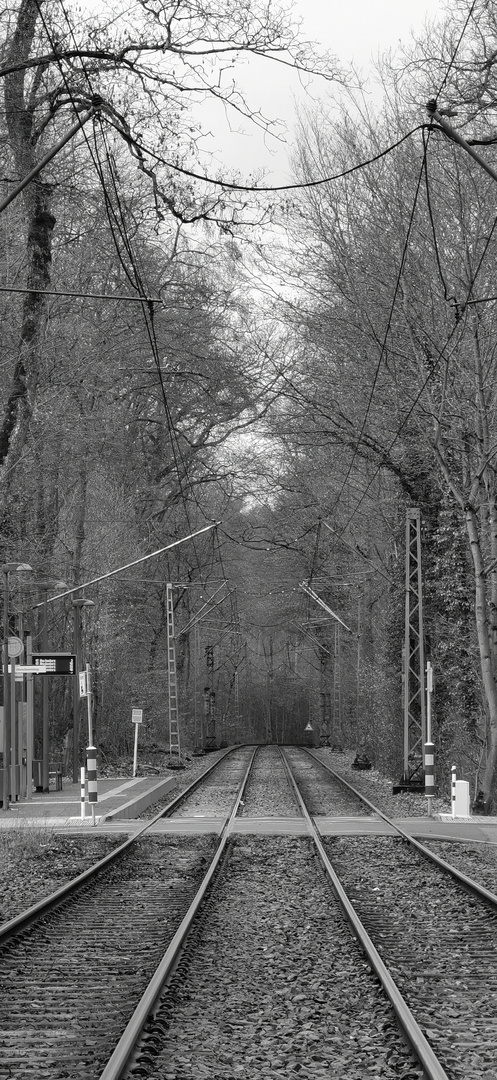 Neu-Isenburg Stadtwald in black and white