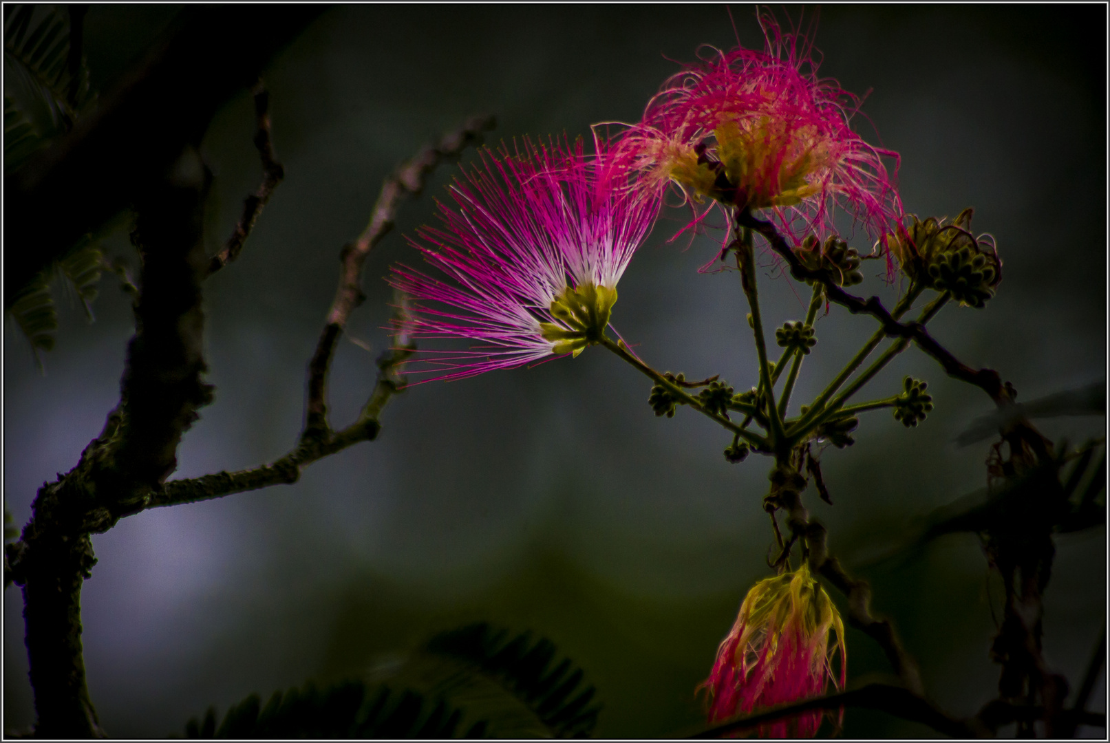 Neu und Vergänglichkeit..( Seidenblüten-Baum )