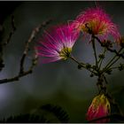 Neu und Vergänglichkeit..( Seidenblüten-Baum )