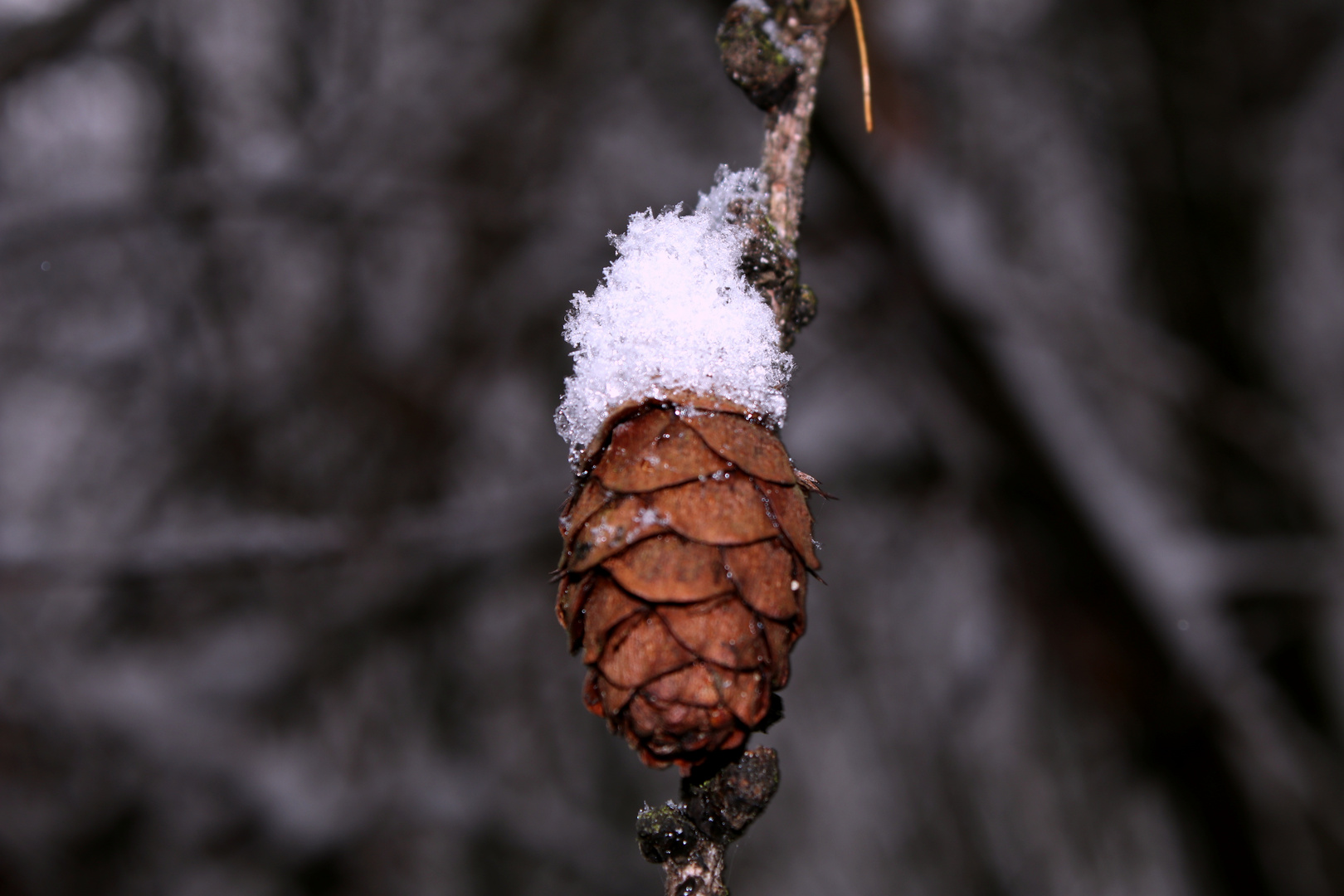 neu Winter Schne Frohnhausen 2017  (52)